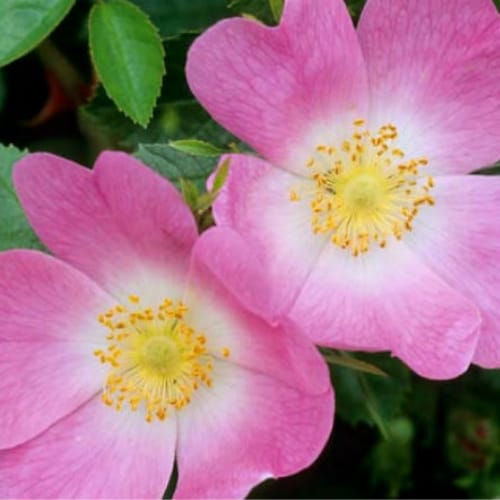 La rosa canina