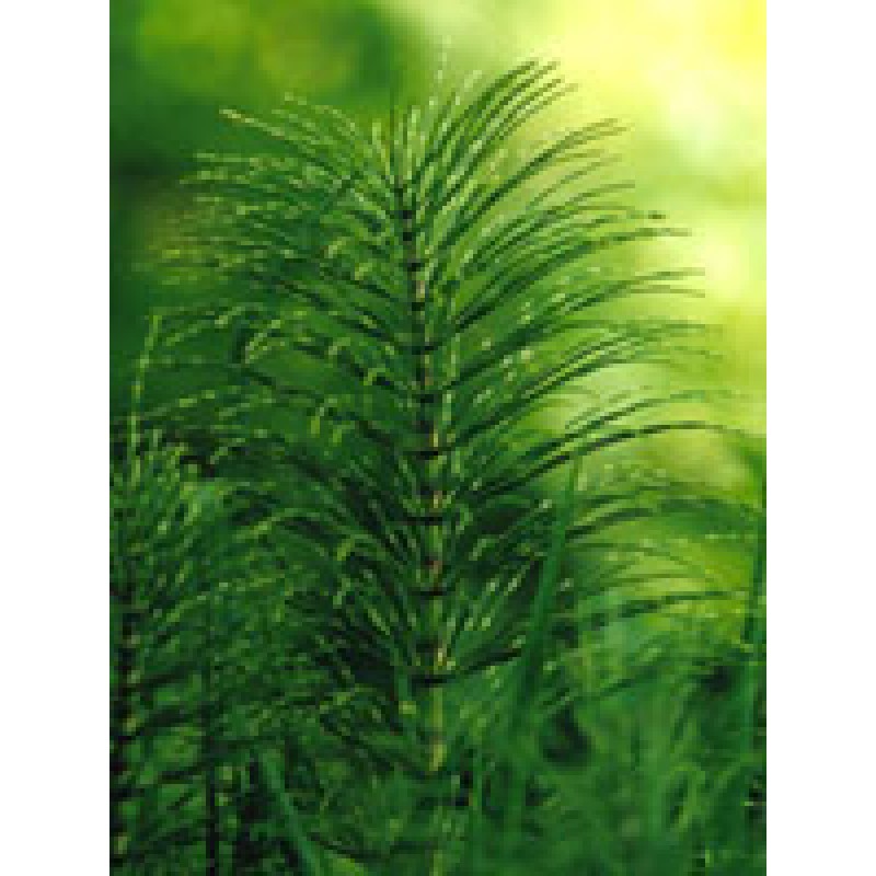 Herboplanet Tsa Equisetum Arvense Integratore 50 ml
