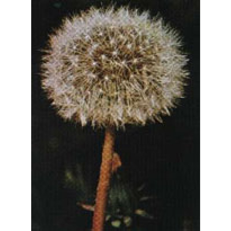 TSA TARAXACUN OFFICINALIS 50ML