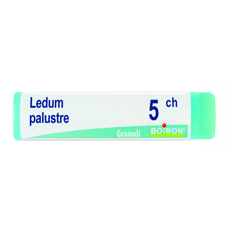 LEDUM PALUSTRE 5CH GL