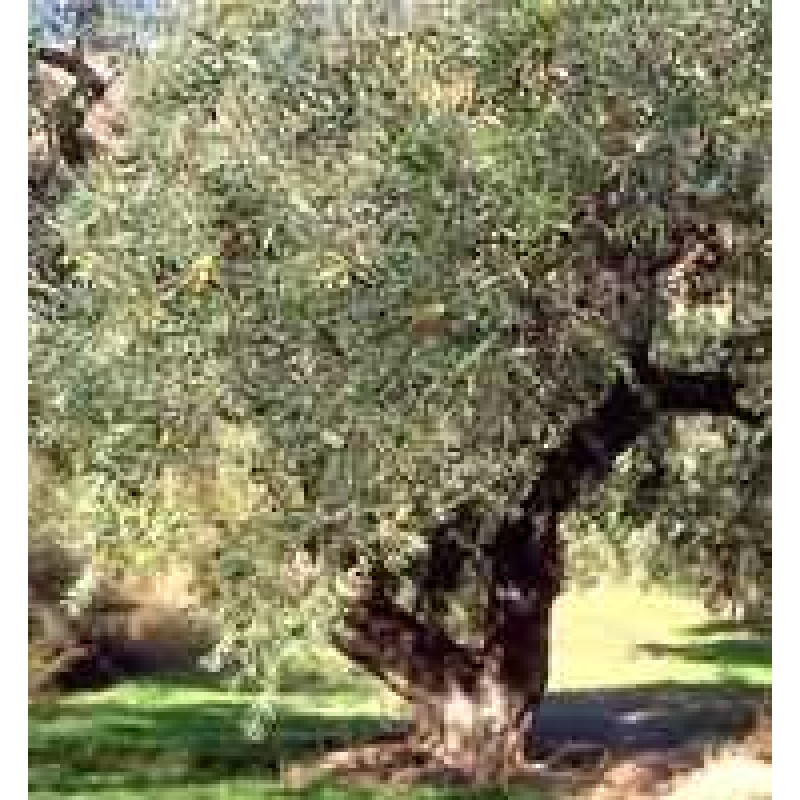 MSA OLEA EUROPEA 50ML