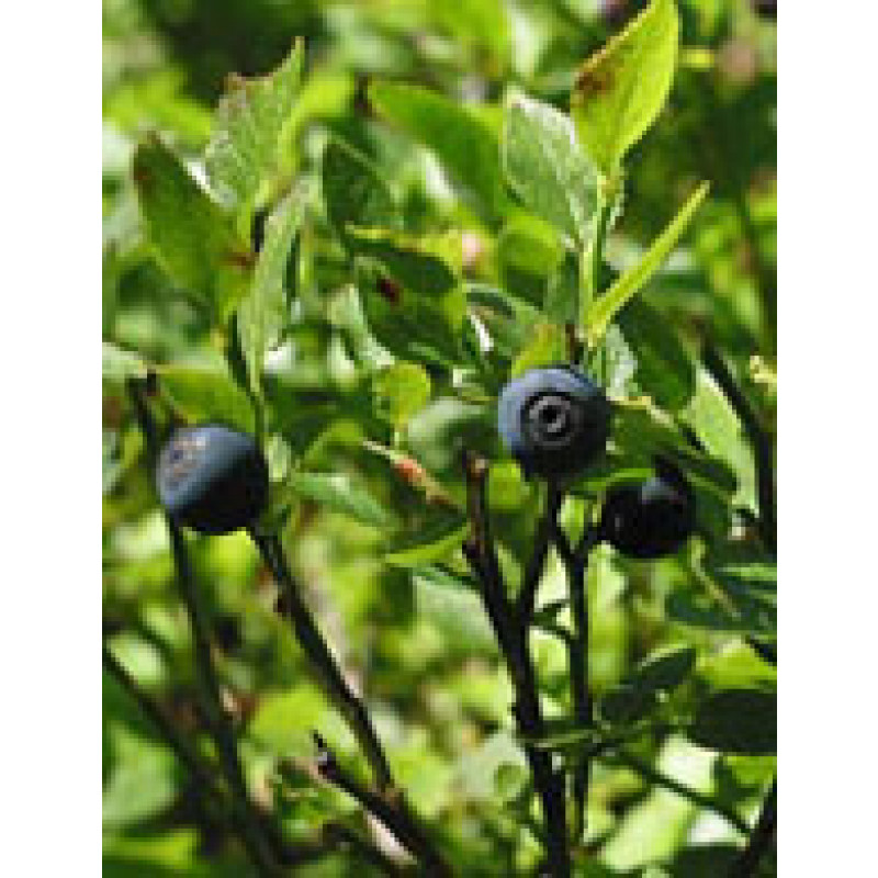 TSA VACCINIUM MYRTILLUS 50ML