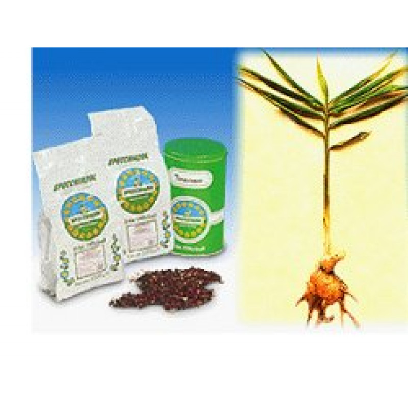 ZENZERO RIZOMA 1000G